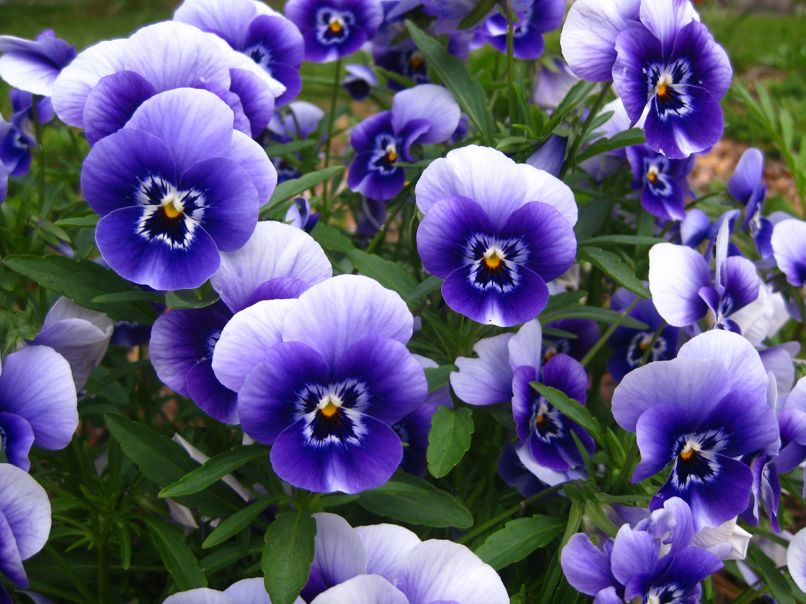 purple and white petaled flower