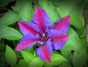 purple and red 6 petaled flower thumbnail