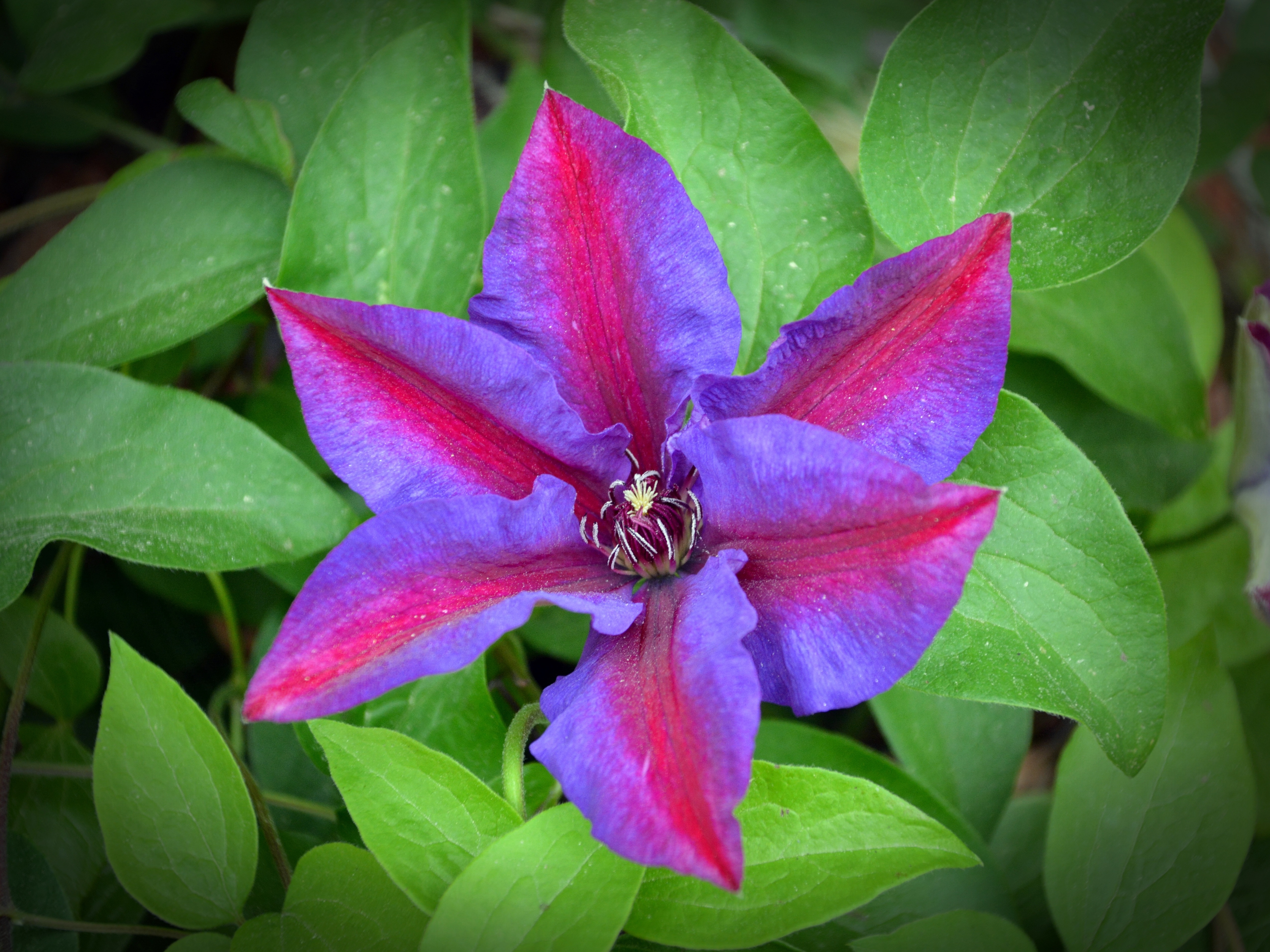 purple and red 6 petaled flower