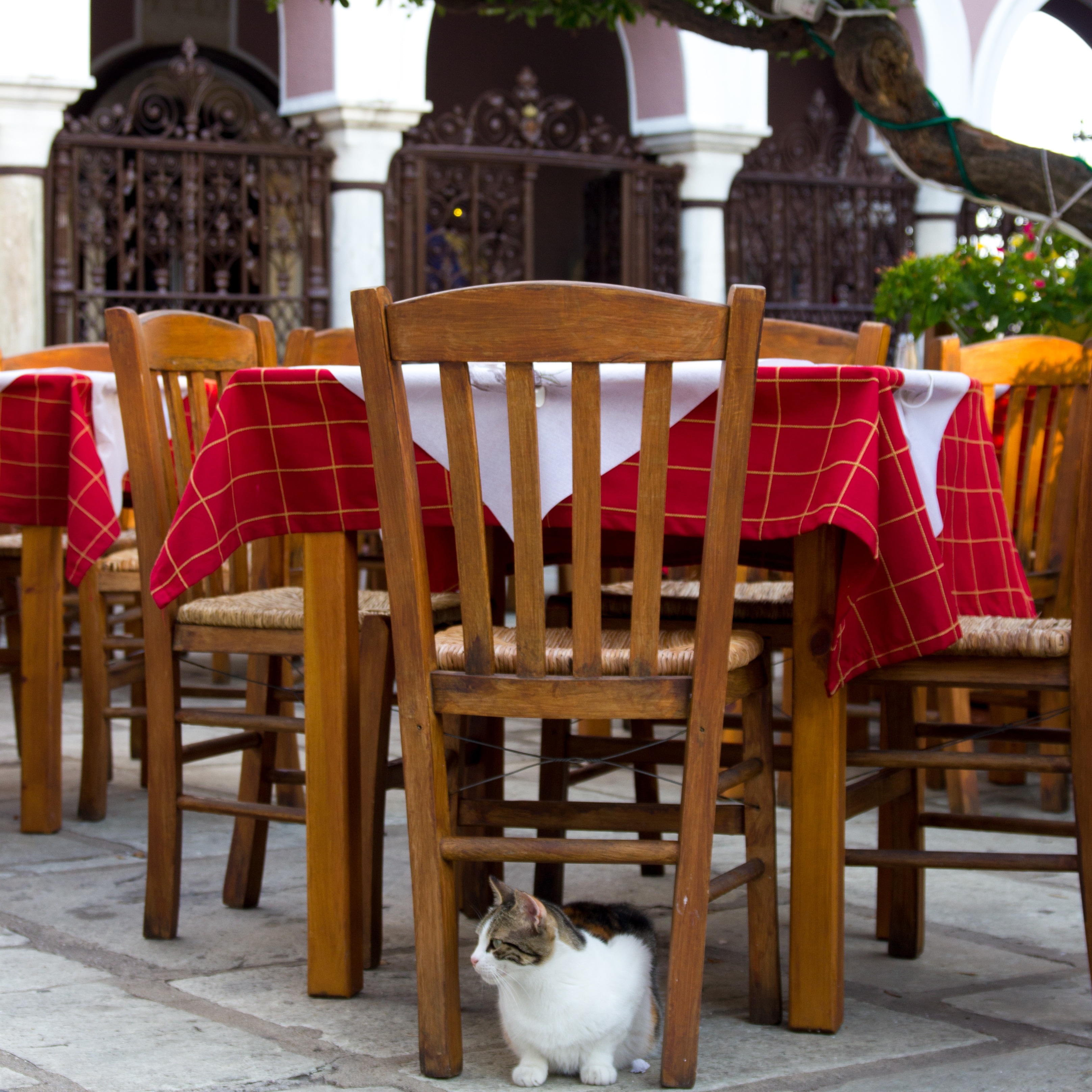 brown wooden chair and table with red cloth dining set