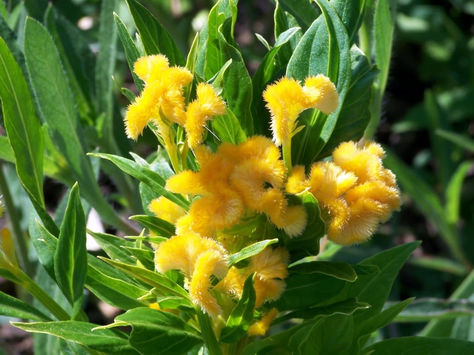 yellow feather celosia preview