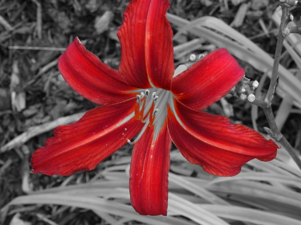 red flower preview
