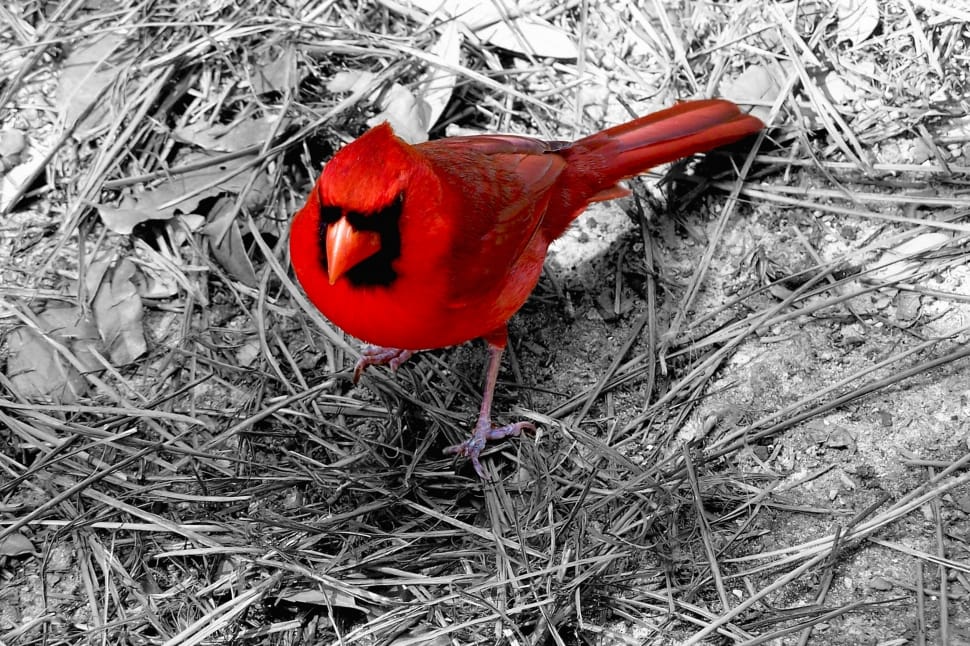 northern cardinal preview