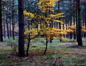 yellow and green leaved trees thumbnail