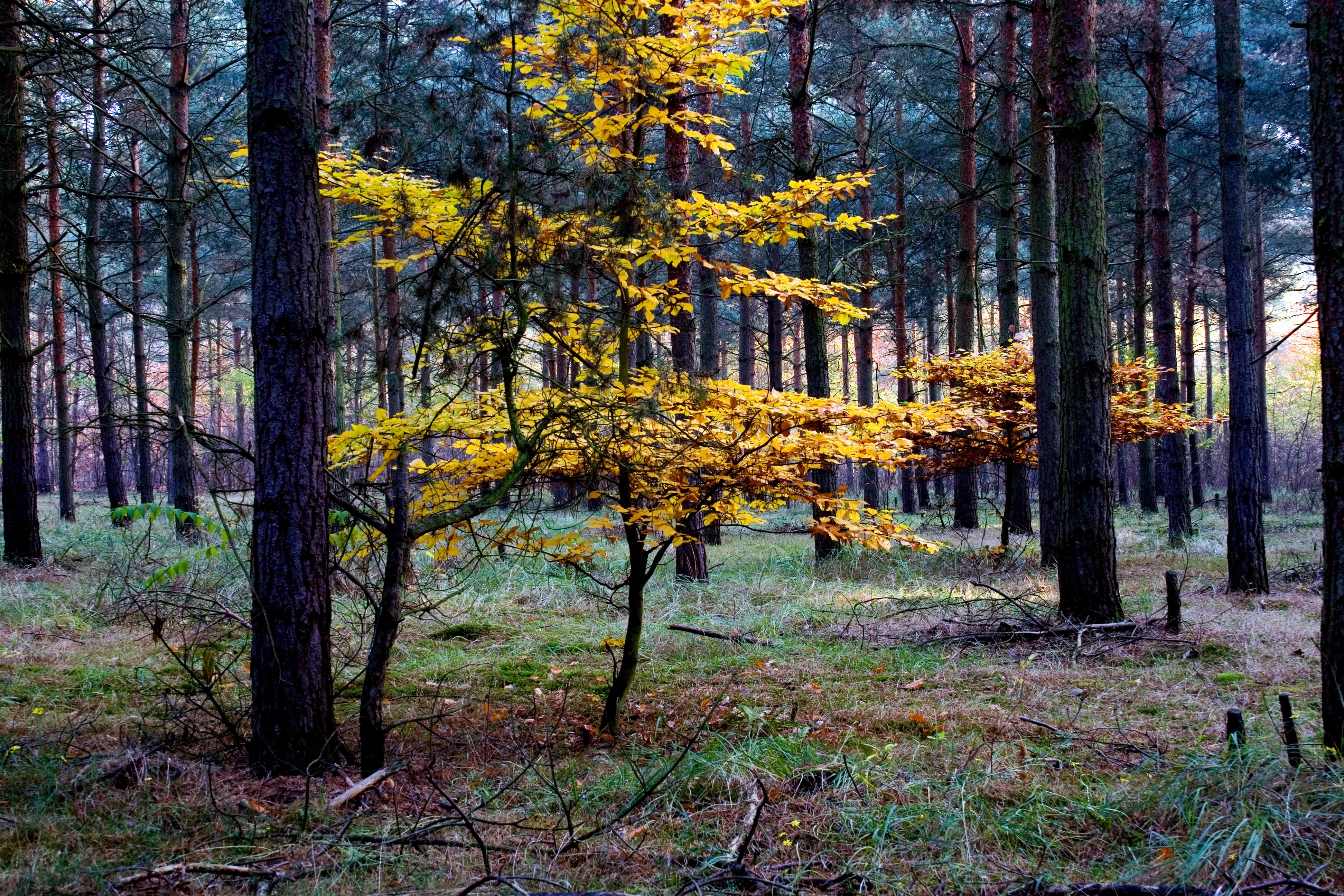 yellow and green leaved trees