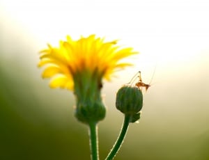 red ant on yellow petal flower thumbnail