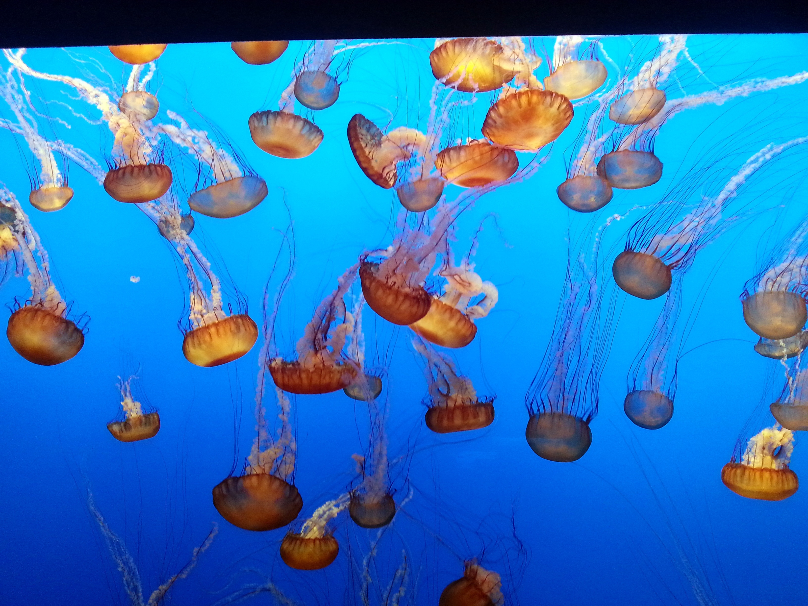 jelly fish lot
