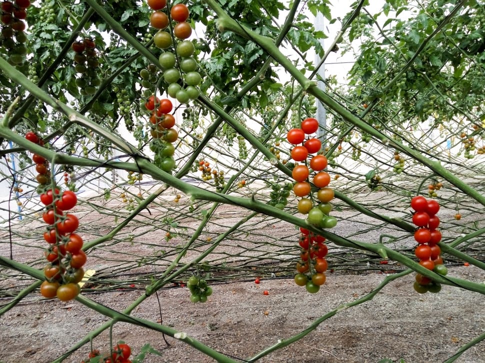 Planta de tomatera