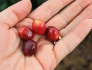 4 red round fruits thumbnail