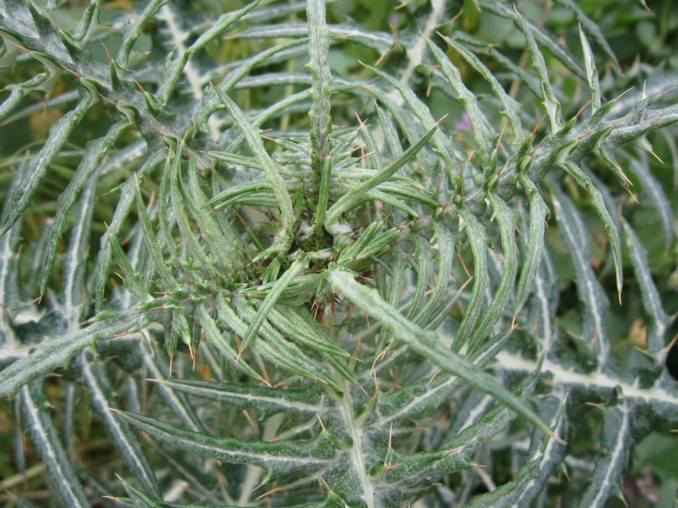 green thorny plant preview