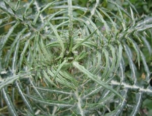 green thorny plant thumbnail