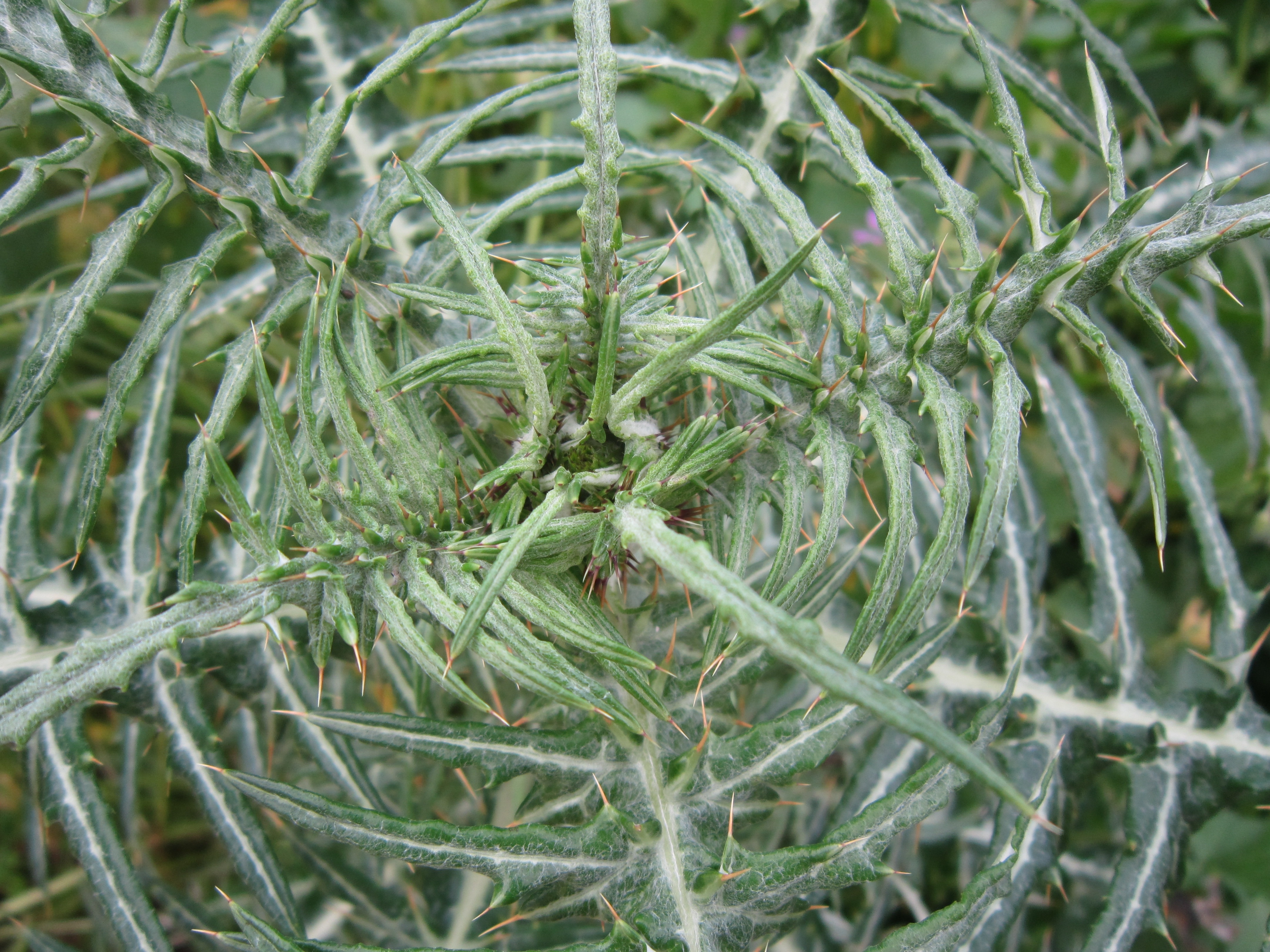 green thorny plant
