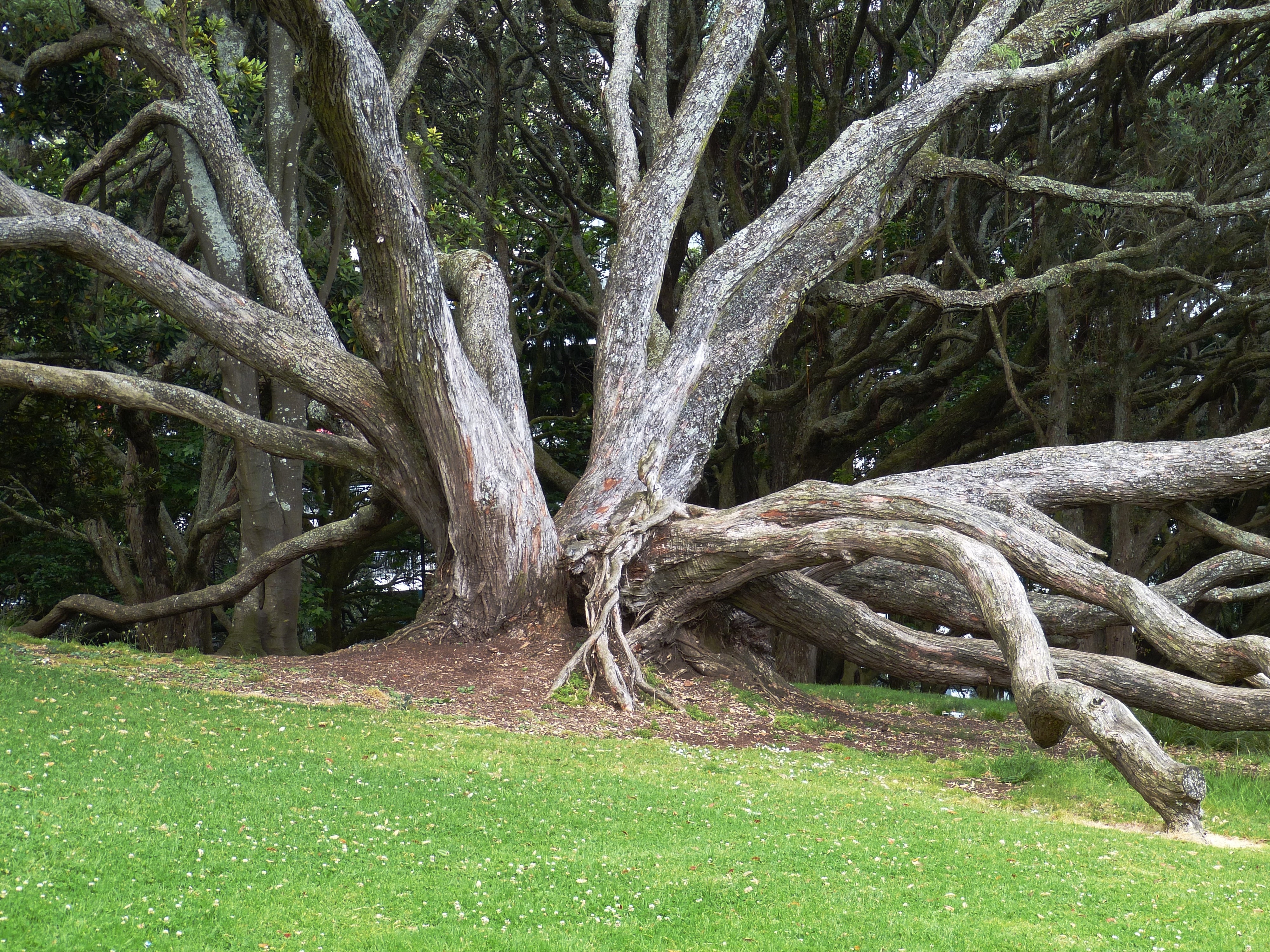 grey tree