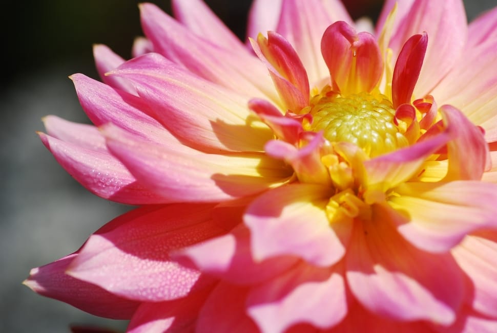 pink and yellow petaled flower preview