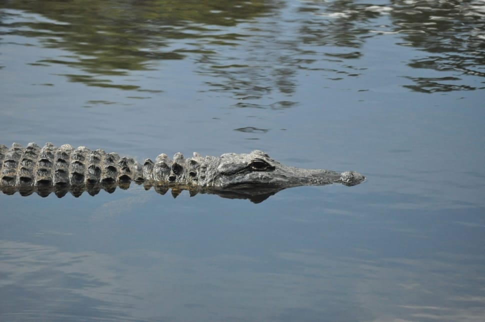crocodile preview