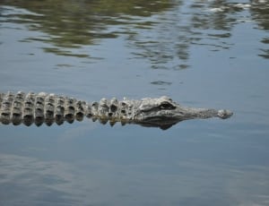 crocodile thumbnail