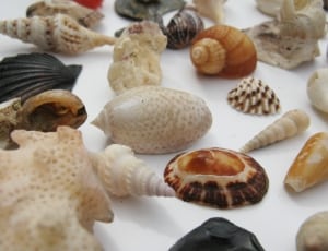 sea shell lot thumbnail