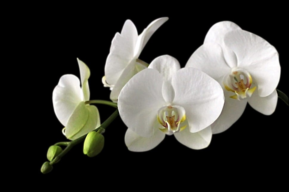 4 white orchid flowers preview