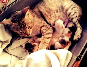silver tabby cat and kittens on a stainless steel container thumbnail