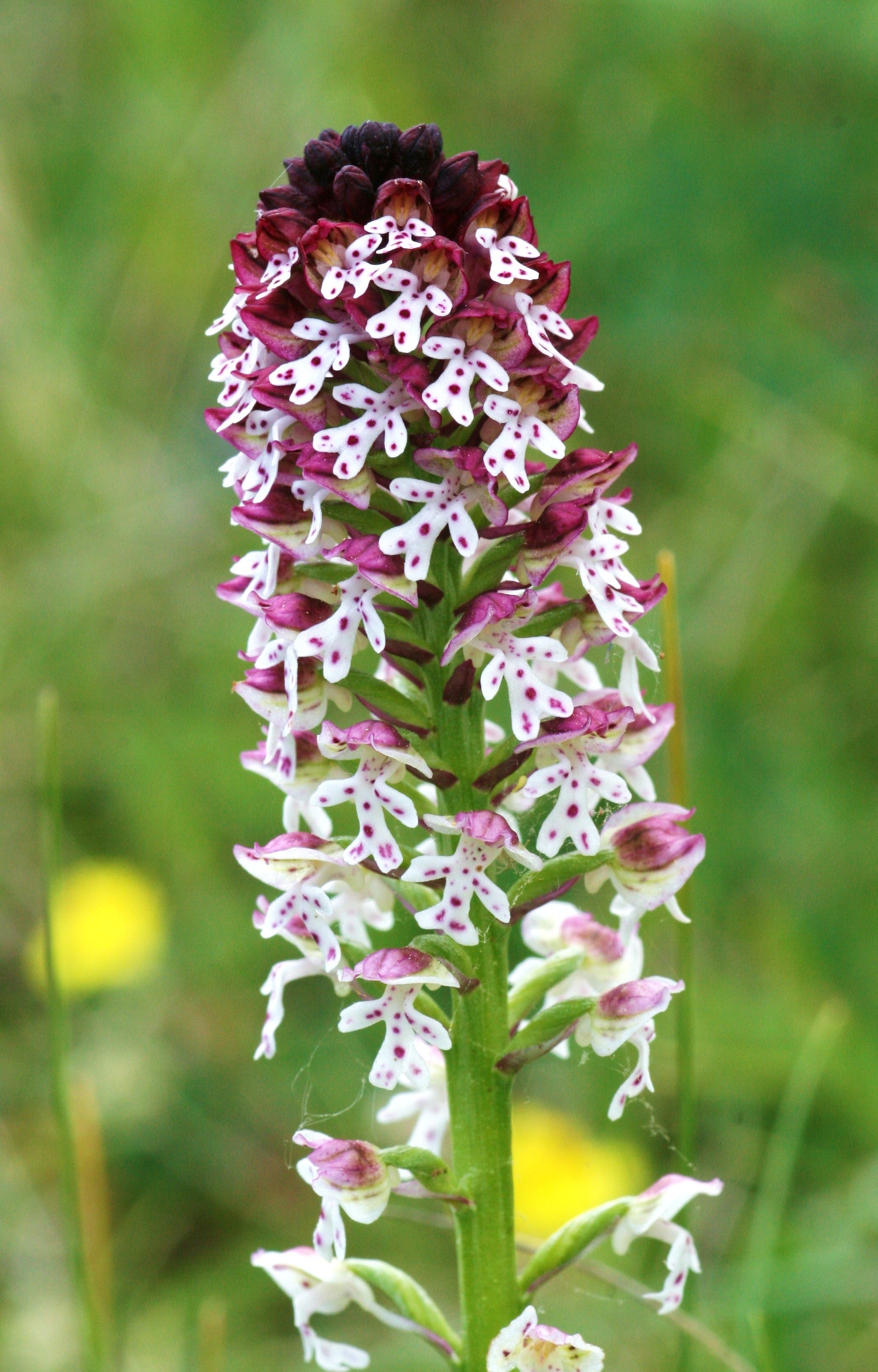 white pink cluster flower