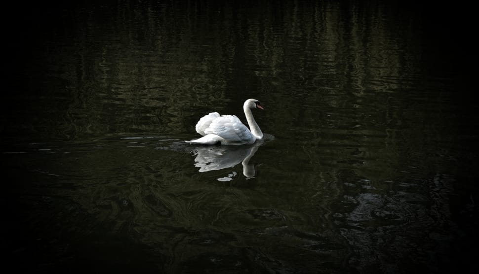 white swan on water preview