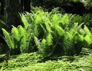green ferns thumbnail