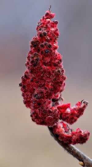 red lead plant thumbnail