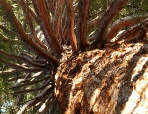 brown tree branches thumbnail