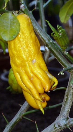 buddhas hand fruit thumbnail