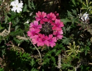 pink primrose flower thumbnail