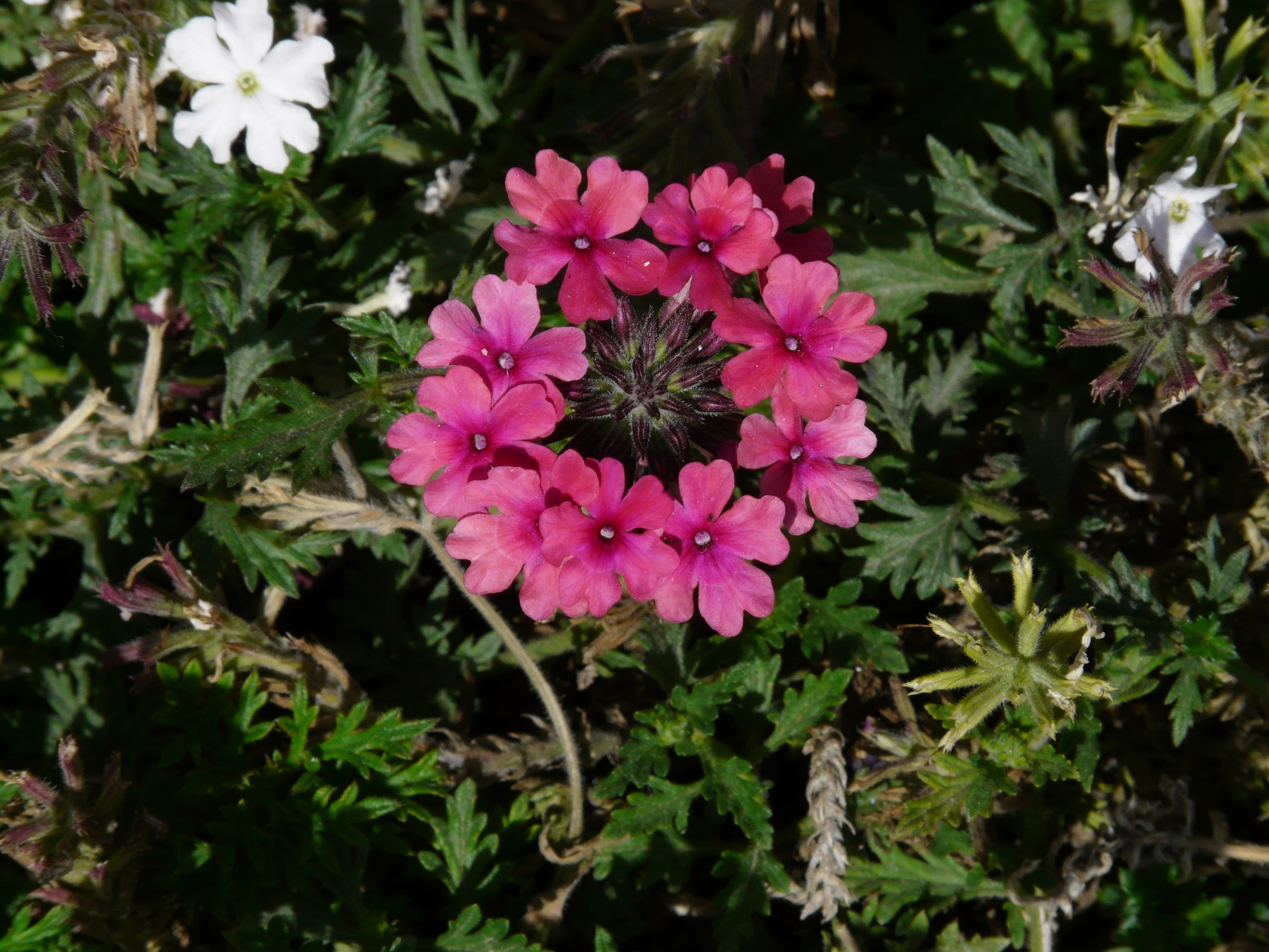 pink primrose flower