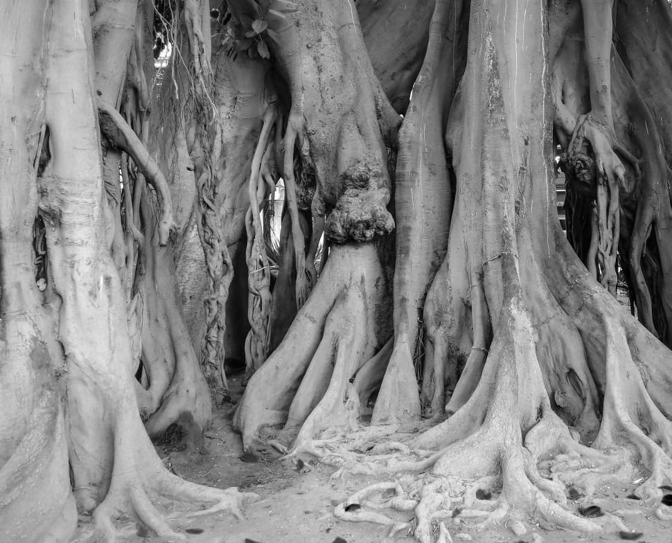 greyscale photography of trees preview