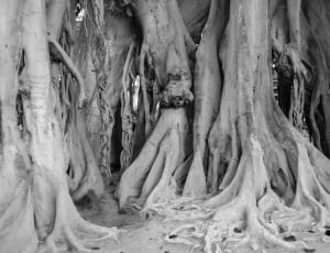 greyscale photography of trees thumbnail