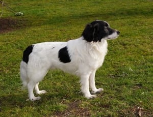 white and black medium coat dog thumbnail