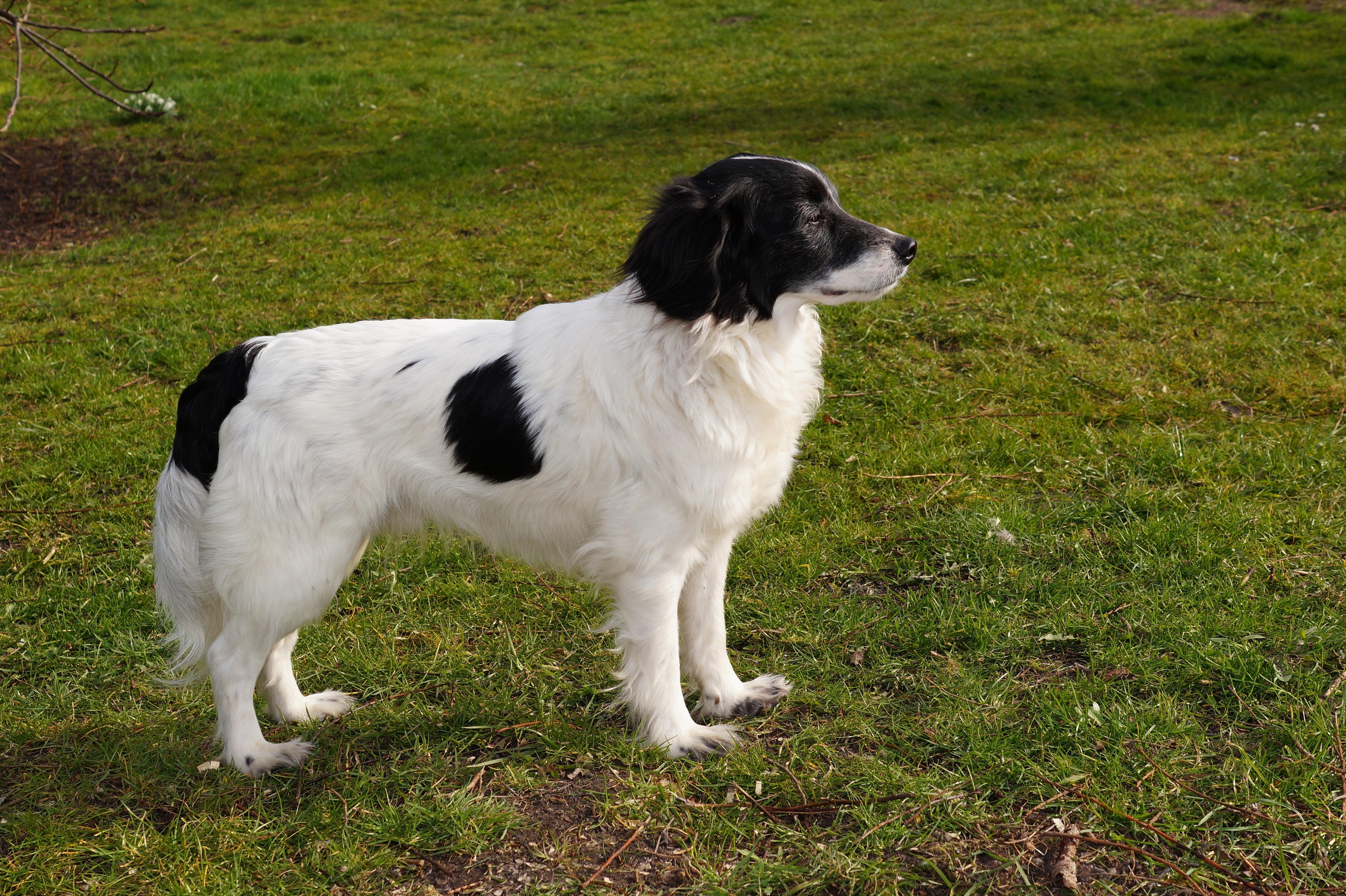white and black medium coat dog