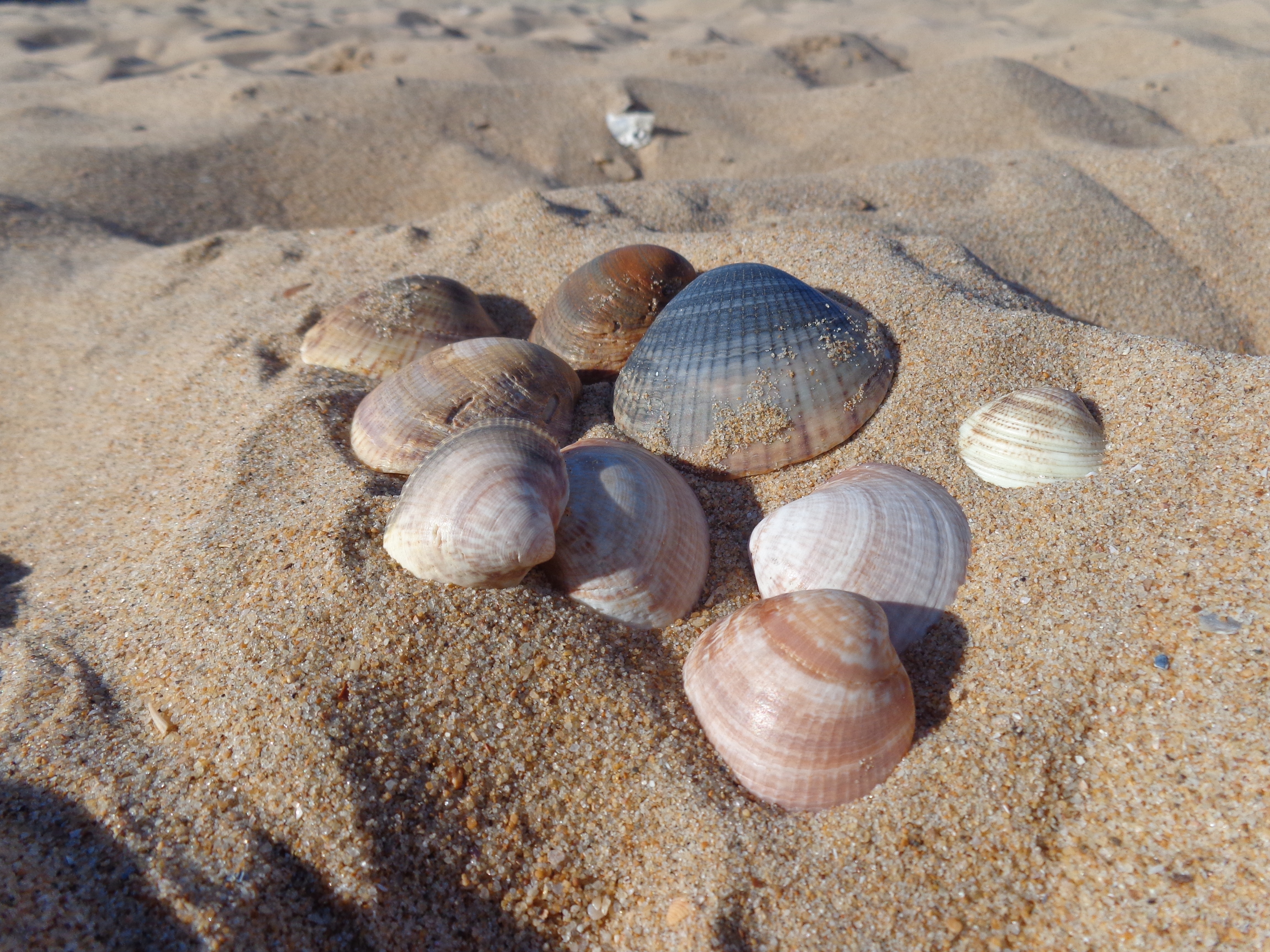 assorted color shells