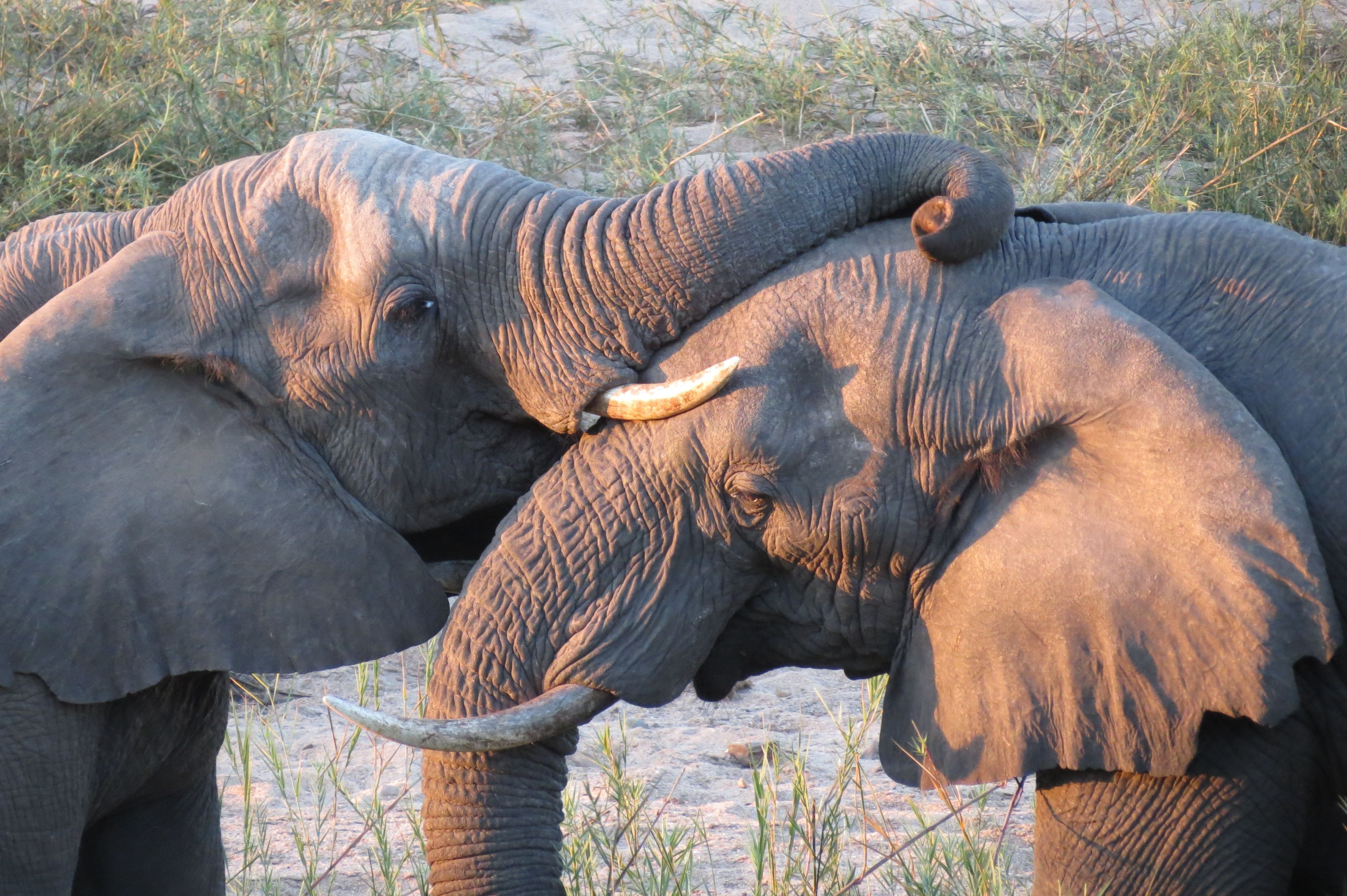 Как отличить африканского слона. Слоны. Хобот африканского слона. Слоны защищаются. Индийский слон.