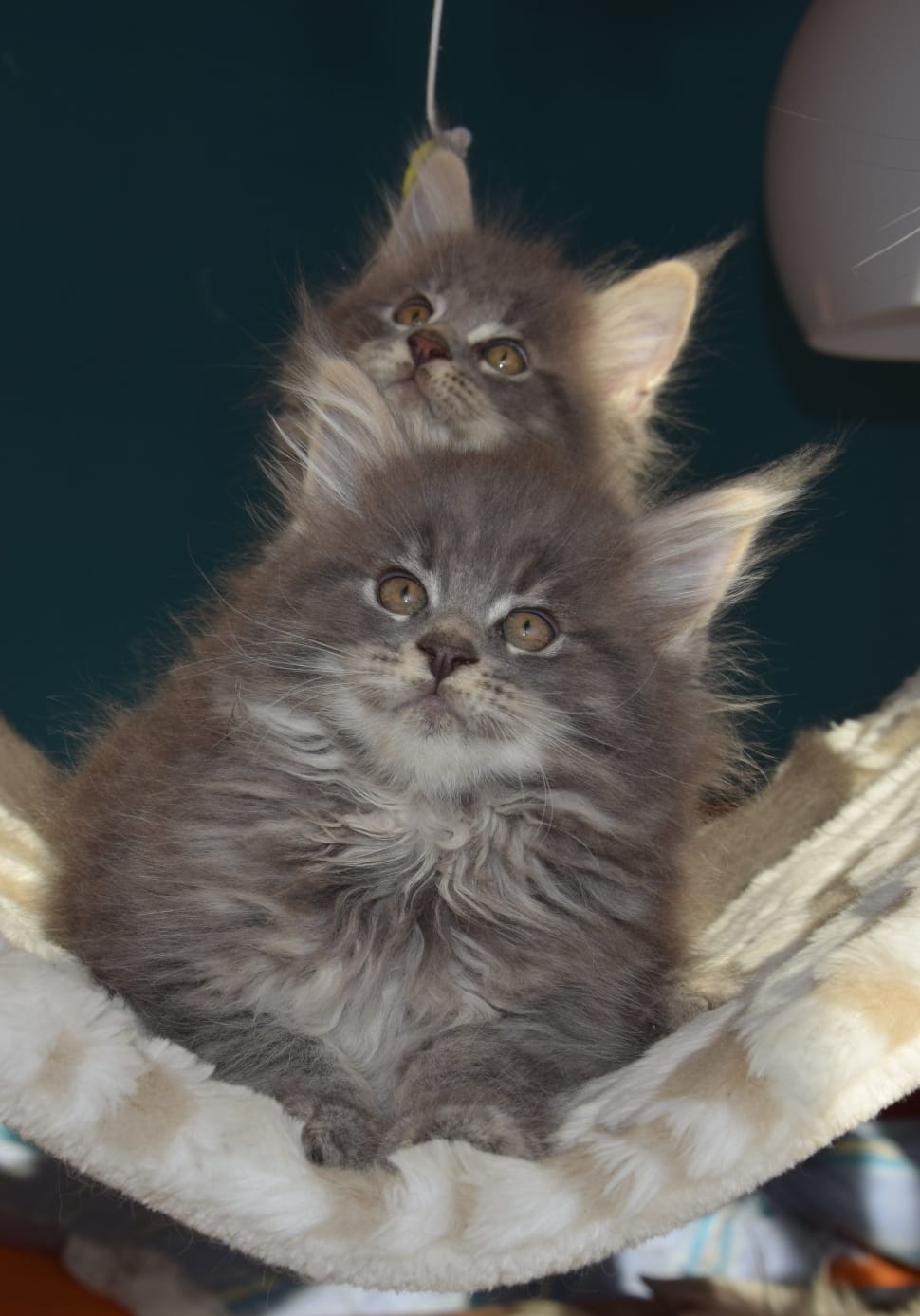 2 gray long coated kittens preview