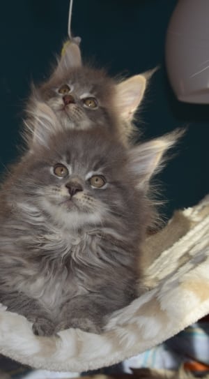 2 gray long coated kittens thumbnail