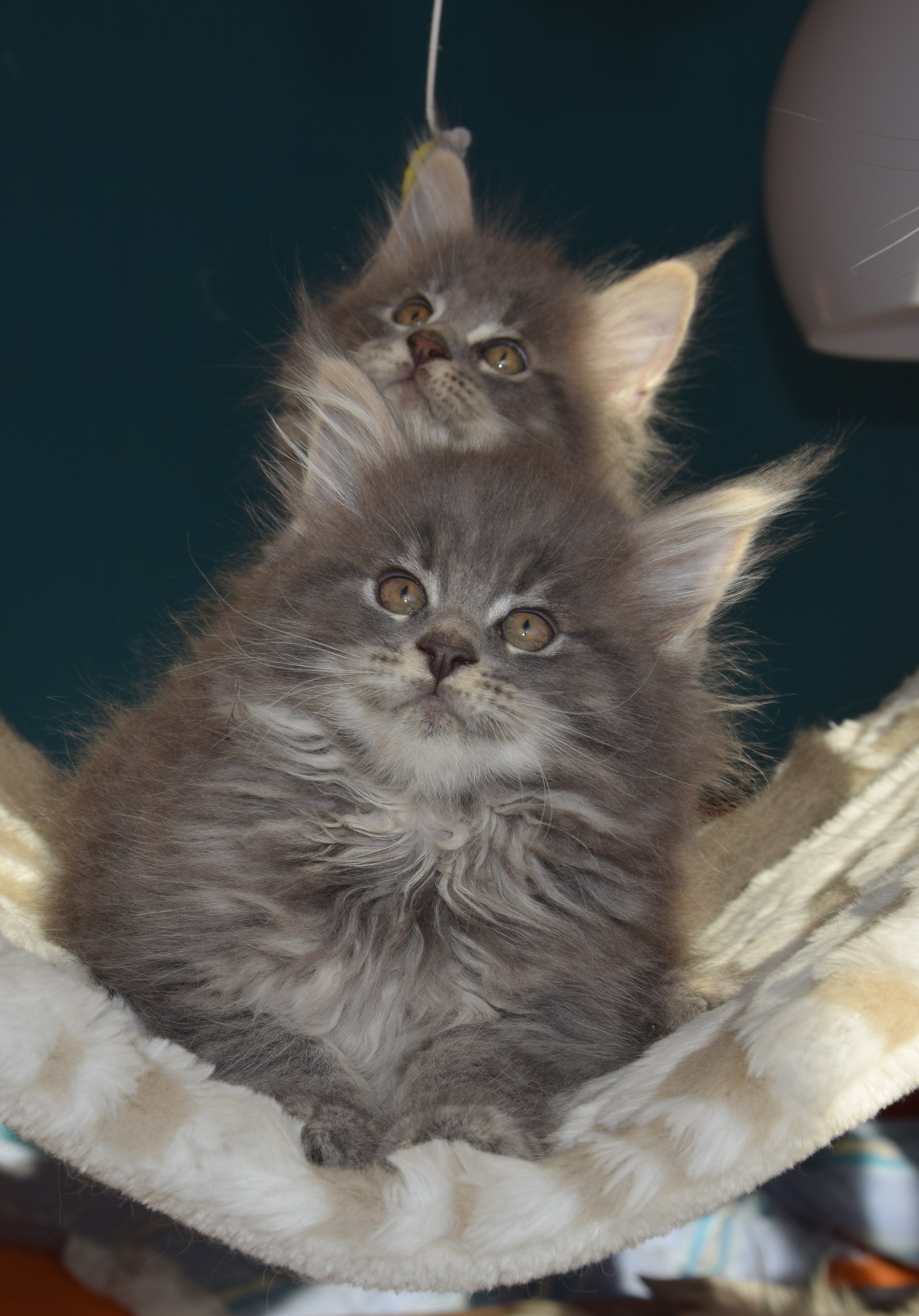 2 gray long coated kittens