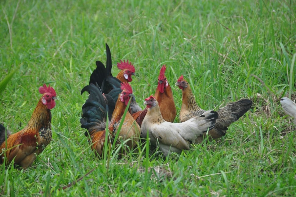 group of chicken in the grass field during day time preview