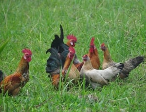 group of chicken in the grass field during day time thumbnail