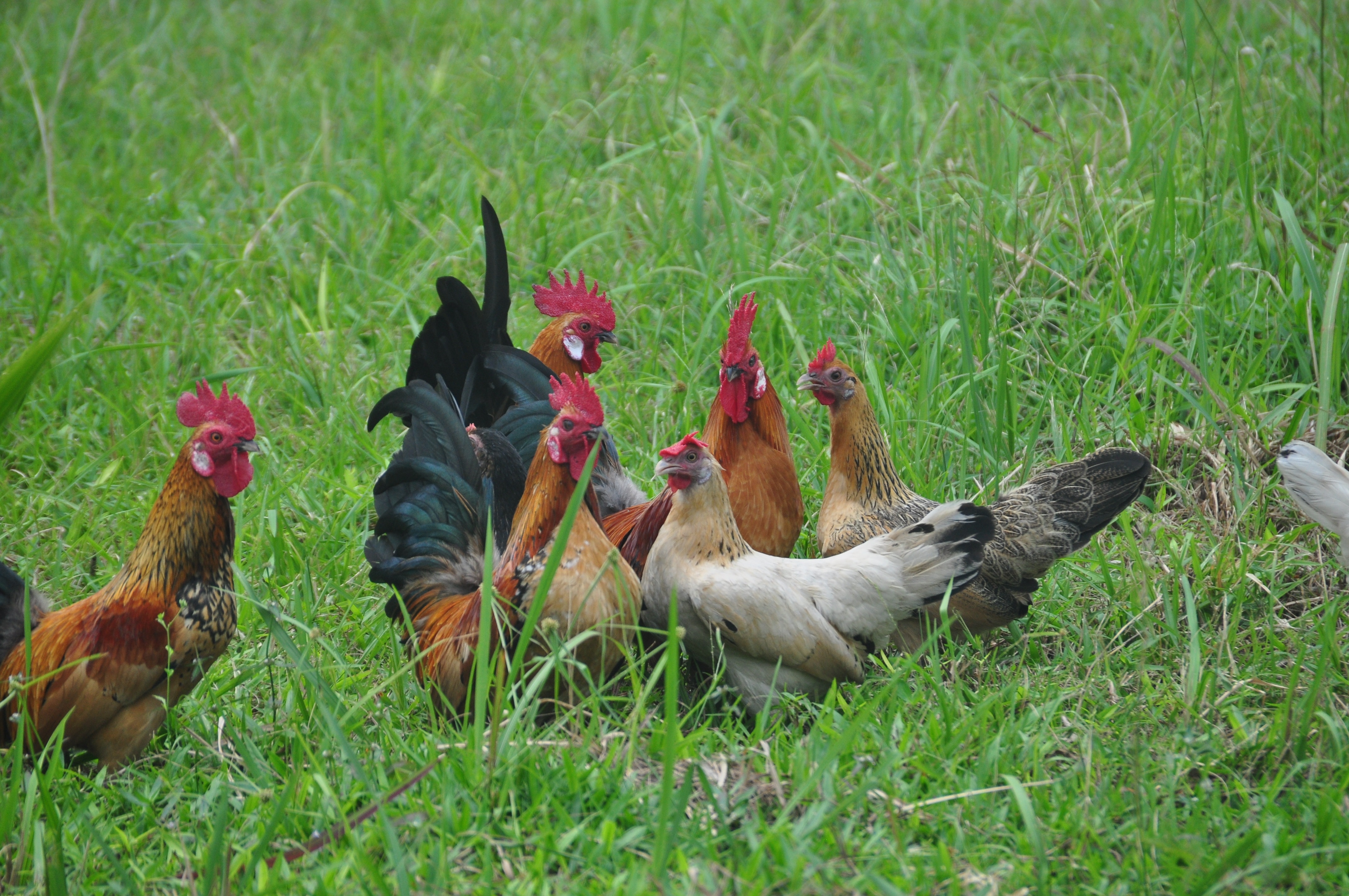 group of chicken in the grass field during day time