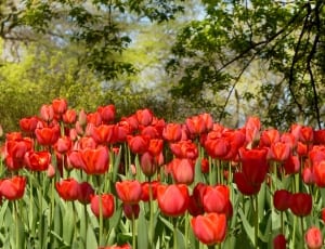 red tulips thumbnail