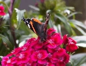 red flower and black and yellow butterfly thumbnail