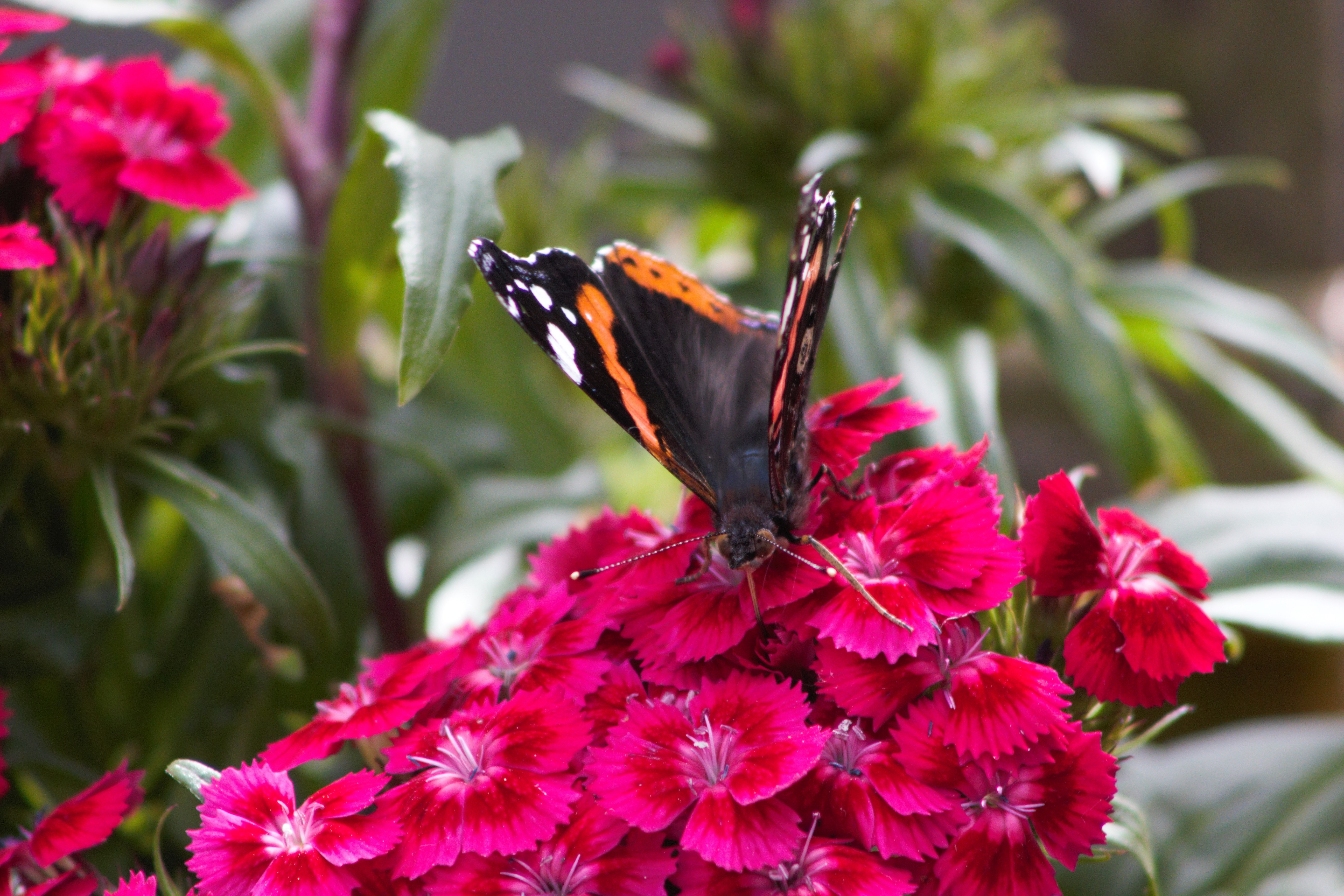 red flower and black and yellow butterfly