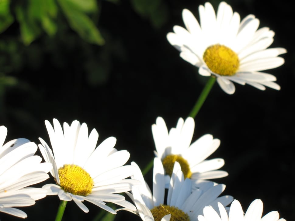 oxeye daisies preview