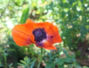 red and purple petaled flower thumbnail