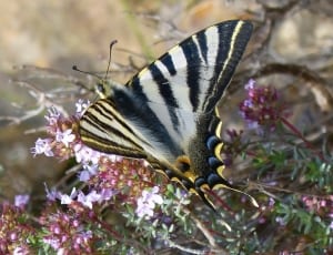 pale swallowtail butterfly thumbnail