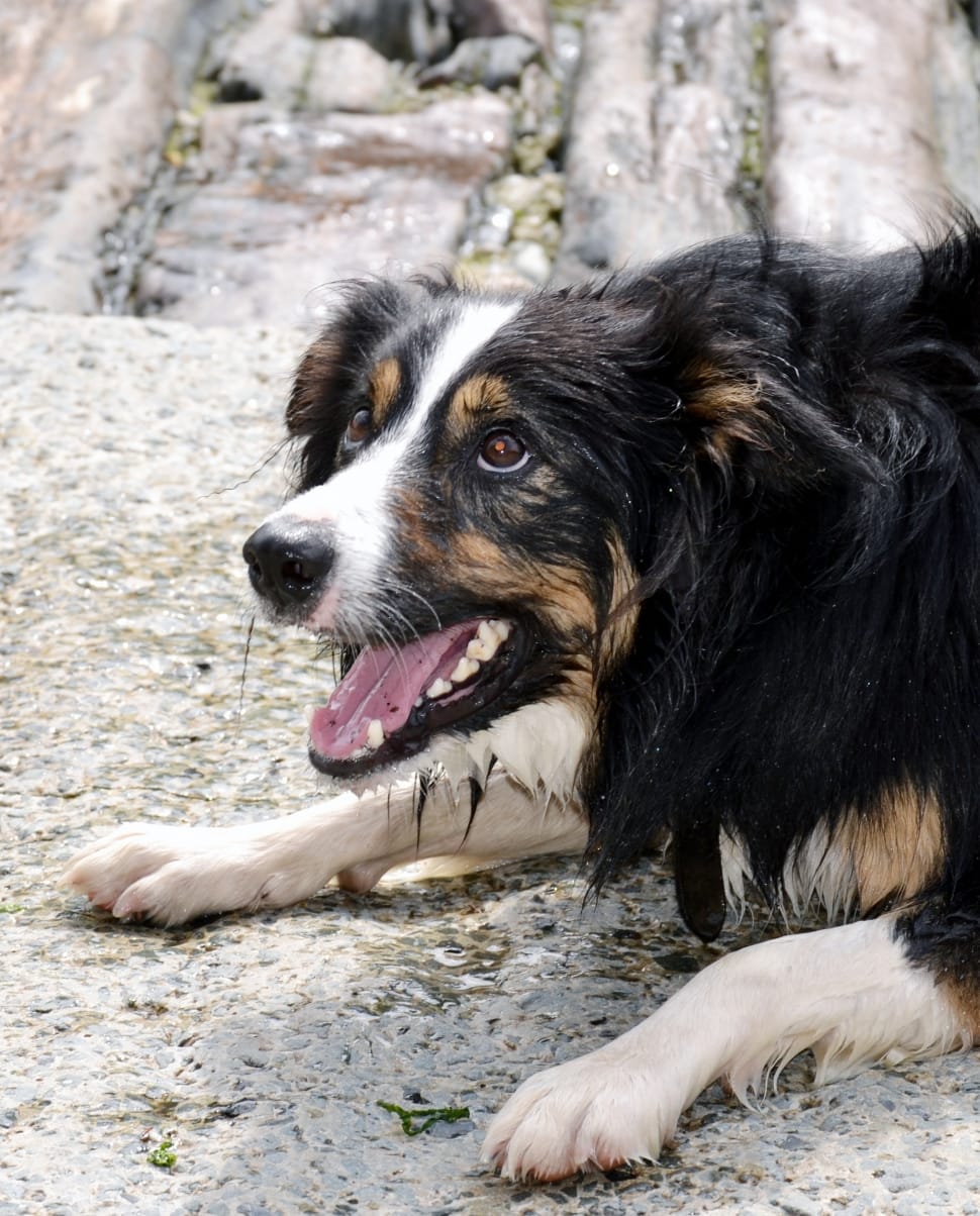 Bernese Mountain dog preview